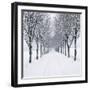 Small-Leaved Lime Trees in Snow-Ake Lindau-Framed Photographic Print