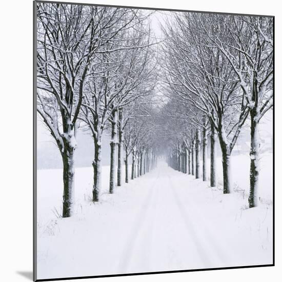 Small-Leaved Lime Trees in Snow-Ake Lindau-Mounted Photographic Print