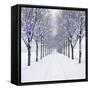Small-Leaved Lime Trees in Winter Snow-Ake Lindau-Framed Stretched Canvas