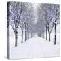 Small-Leaved Lime Trees in Winter Snow-Ake Lindau-Stretched Canvas