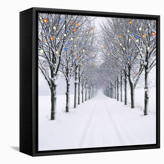 Small-Leaved Lime Trees with Chistmas Lights-Ake Lindau and Douglas Napier-Framed Stretched Canvas