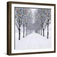 Small-Leaved Lime Trees with Chistmas Lights-Ake Lindau and Douglas Napier-Framed Photographic Print