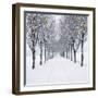 Small-Leaved Lime Trees with Chistmas Lights-Ake Lindau and Douglas Napier-Framed Photographic Print