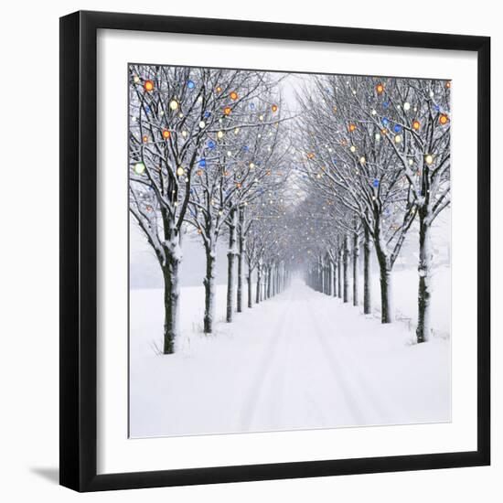 Small-Leaved Lime Trees with Chistmas Lights-Ake Lindau and Douglas Napier-Framed Photographic Print