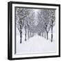 Small-Leaved Lime Trees with Chistmas Lights-Ake Lindau and Douglas Napier-Framed Photographic Print