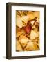 Small Leaves-Philippe Sainte-Laudy-Framed Photographic Print