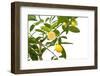 Small Lemon Tree, with Lemon Cut in Half, Isolated-FBB-Framed Photographic Print