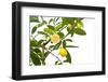 Small Lemon Tree, with Lemon Cut in Half, Isolated-FBB-Framed Photographic Print