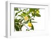 Small Lemon Tree, with Lemon Cut in Half, Isolated-FBB-Framed Photographic Print