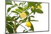 Small Lemon Tree, with Lemon Cut in Half, Isolated-FBB-Mounted Photographic Print