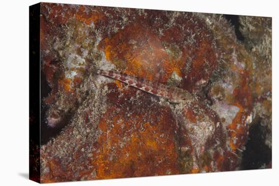 Small Lizardfish, Fiji-Stocktrek Images-Stretched Canvas