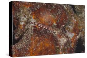 Small Lizardfish, Fiji-Stocktrek Images-Stretched Canvas