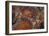 Small Lizardfish, Fiji-Stocktrek Images-Framed Photographic Print