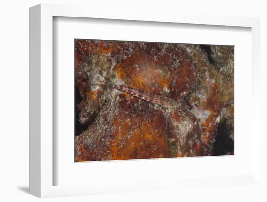 Small Lizardfish, Fiji-Stocktrek Images-Framed Photographic Print
