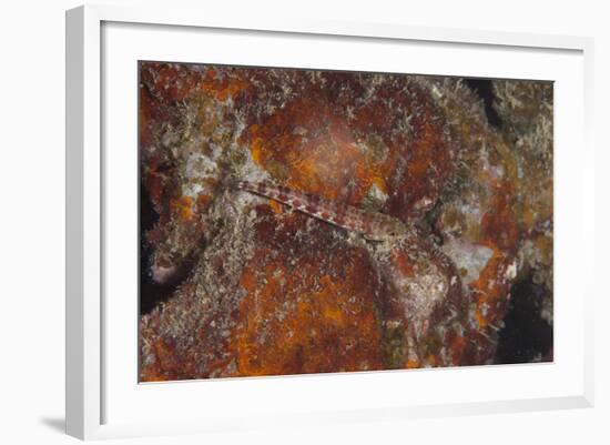 Small Lizardfish, Fiji-Stocktrek Images-Framed Photographic Print