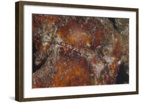 Small Lizardfish, Fiji-Stocktrek Images-Framed Photographic Print