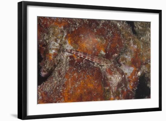 Small Lizardfish, Fiji-Stocktrek Images-Framed Photographic Print