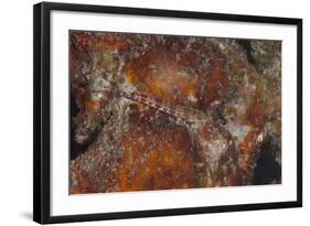 Small Lizardfish, Fiji-Stocktrek Images-Framed Photographic Print