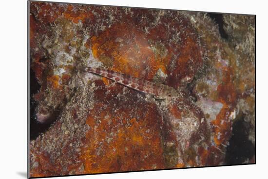 Small Lizardfish, Fiji-Stocktrek Images-Mounted Photographic Print