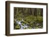 Small lush creek, Sol Duc Valley, Olympic National Park, Washington State, USA-Chuck Haney-Framed Photographic Print