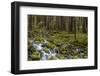 Small lush creek, Sol Duc Valley, Olympic National Park, Washington State, USA-Chuck Haney-Framed Photographic Print