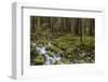 Small lush creek, Sol Duc Valley, Olympic National Park, Washington State, USA-Chuck Haney-Framed Photographic Print