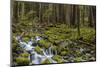 Small lush creek, Sol Duc Valley, Olympic National Park, Washington State, USA-Chuck Haney-Mounted Photographic Print