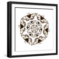 Small Male Moth in Cicular Design Spiraling in Smaller Each Time-Darrell Gulin-Framed Photographic Print
