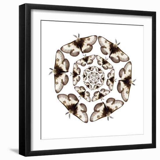 Small Male Moth in Cicular Design Spiraling in Smaller Each Time-Darrell Gulin-Framed Photographic Print