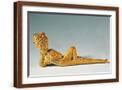 Brown Frame