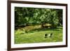 Small Mountain Stream II-Alan Hausenflock-Framed Photographic Print