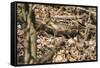Small mouse hides itself in the forest between the dry foliage.-Nadja Jacke-Framed Stretched Canvas
