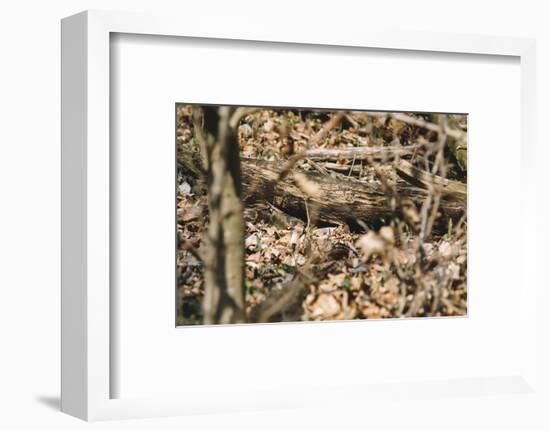 Small mouse hides itself in the forest between the dry foliage.-Nadja Jacke-Framed Photographic Print