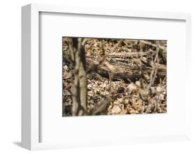 Small mouse hides itself in the forest between the dry foliage.-Nadja Jacke-Framed Photographic Print