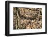 Small mouse hides itself in the forest between the dry foliage.-Nadja Jacke-Framed Photographic Print