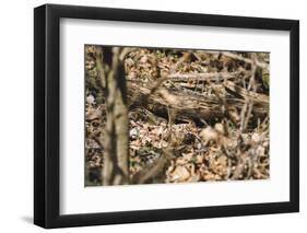 Small mouse hides itself in the forest between the dry foliage.-Nadja Jacke-Framed Photographic Print