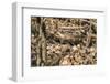 Small mouse hides itself in the forest between the dry foliage.-Nadja Jacke-Framed Photographic Print