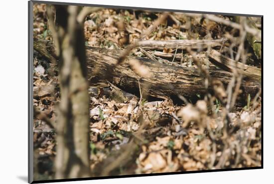 Small mouse hides itself in the forest between the dry foliage.-Nadja Jacke-Mounted Photographic Print