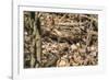 Small mouse hides itself in the forest between the dry foliage.-Nadja Jacke-Framed Photographic Print