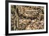 Small mouse hides itself in the forest between the dry foliage.-Nadja Jacke-Framed Photographic Print