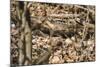 Small mouse hides itself in the forest between the dry foliage.-Nadja Jacke-Mounted Photographic Print