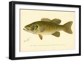 Small Mouthed Black Bass-null-Framed Giclee Print