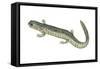 Small-Mouthed Salamander (Ambystoma Texanum), Amphibians-Encyclopaedia Britannica-Framed Stretched Canvas