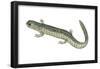 Small-Mouthed Salamander (Ambystoma Texanum), Amphibians-Encyclopaedia Britannica-Framed Poster