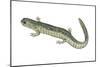 Small-Mouthed Salamander (Ambystoma Texanum), Amphibians-Encyclopaedia Britannica-Mounted Poster