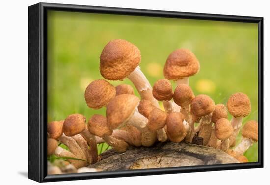 Small mushrooms on a tree stump-Paivi Vikstrom-Framed Photographic Print