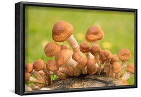 Small mushrooms on a tree stump-Paivi Vikstrom-Framed Photographic Print