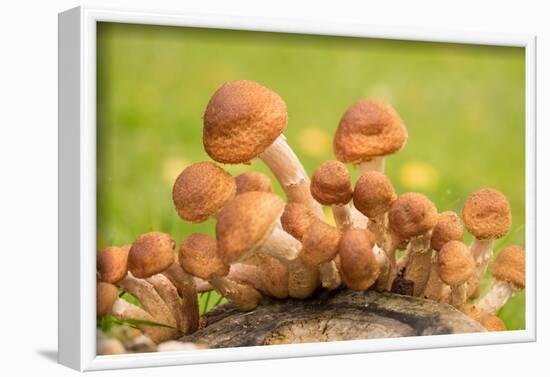 Small mushrooms on a tree stump-Paivi Vikstrom-Framed Photographic Print