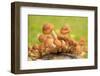 Small mushrooms on a tree stump-Paivi Vikstrom-Framed Photographic Print