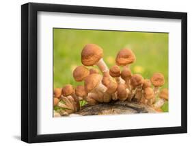 Small mushrooms on a tree stump-Paivi Vikstrom-Framed Photographic Print
